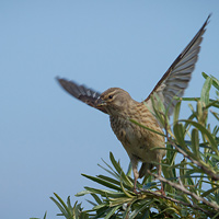 Linnet