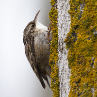 Short-toed treecreeper