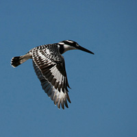 Pied Kingfisher