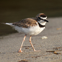 Collared Plover