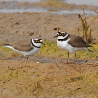 Little Ringed Plover