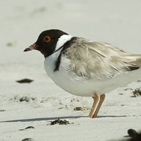 Hooded plover