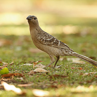 Great bowerbird