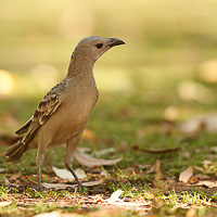 Great bowerbird