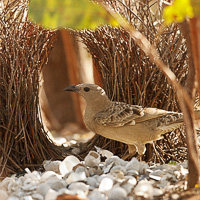 Great bowerbird