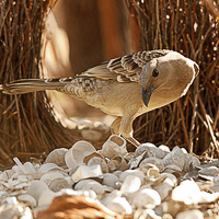 Great bowerbird