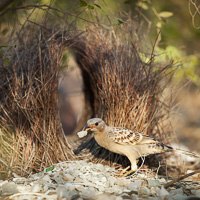 Great bowerbird