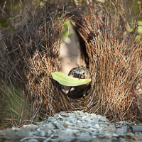 Great bowerbird