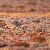 Houbara bustard