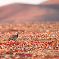 Houbara bustard