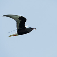 White-winged tern