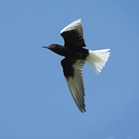 White-winged tern