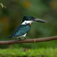 Amazon Kingfisher