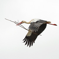 White Stork