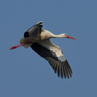 White Stork