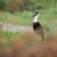 Woolly-necked stork