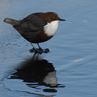 European Dipper