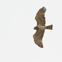 Short-toed Snake Eagle