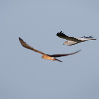 Hen Harriers