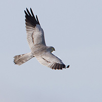 Montagu's harrier