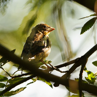 Hawfinch