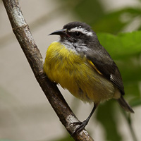 Bananaquit