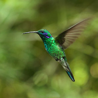 Green Violetear