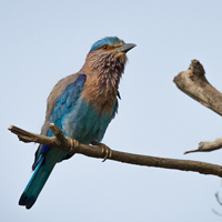 Indian roller