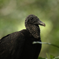 American black vulture