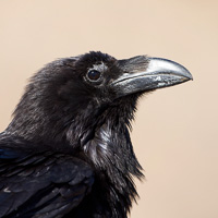 Common Raven