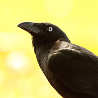 Torresian Crow