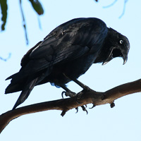 Forest Raven