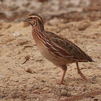 Common Quail