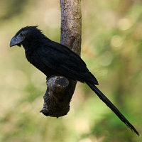 Groove-billed Ani