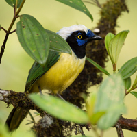 Green jay