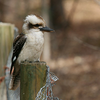 Laughing Kookaburra