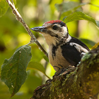 Great Spotted Woodpecker