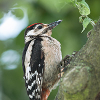 Great Spotted Woodpecker