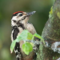 Great Spotted Woodpecker