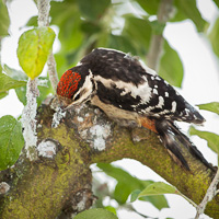 Great Spotted Woodpecker