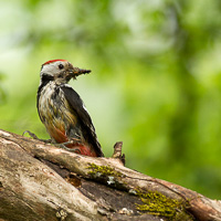 Middle Spotted Woodpecker