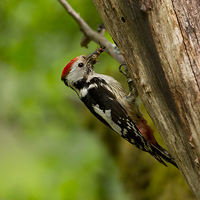 Middle Spotted Woodpecker