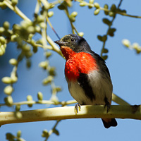 Mistletoebird