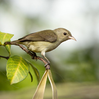 Legge's flowerpecker