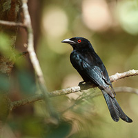 Spangled Drongo