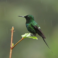 Green Thorntail