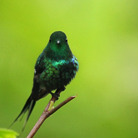 Green Thorntail