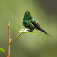 Green Thorntail