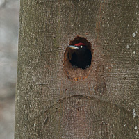 Black Woodpecker