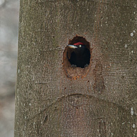 Black Woodpecker